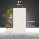 Caston Bianco - Matt - P - 60x120