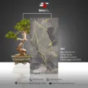 1141 - Glossy - P - 60x120